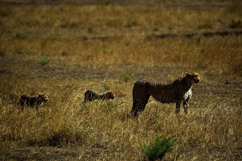 Mis días de safari en Uganda, Kenia y Zanzíbar.. Os lo intento contar - Blogs de Africa Este y Centro - Día completo en el Mara.. qué sitio tan impresionante.. (16)