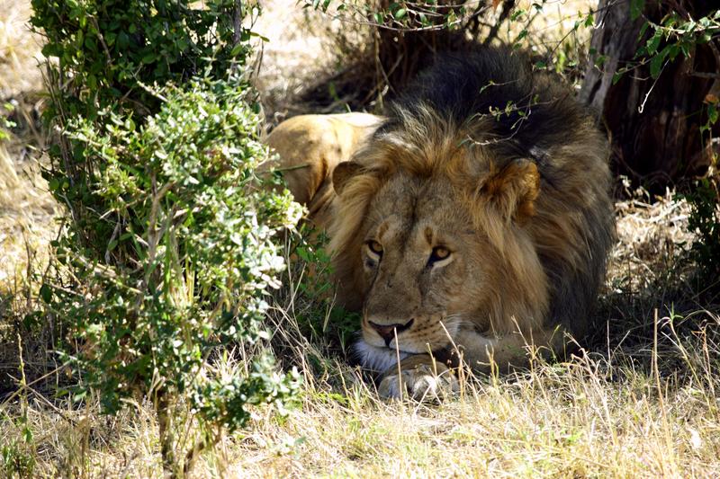 Mis días de safari en Uganda, Kenia y Zanzíbar.. Os lo intento contar - Blogs de Africa Este y Centro - Día completo en el Mara.. qué sitio tan impresionante.. (4)
