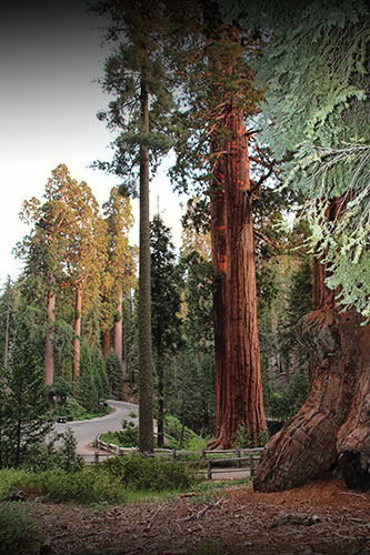18 días por la Costa Oeste de Estados Unidos: un sueño hecho realidad - Blogs de USA - DIA 5: Los Angeles - Sequoia & Kings Canyon - Fresno (13)