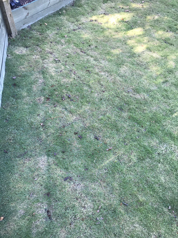 Zeon Zoysia Thin and Brown Areas | Lawn Care Forum