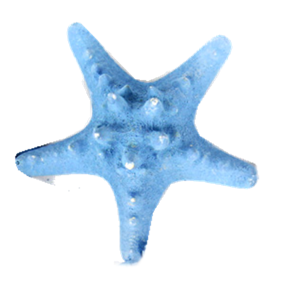 Blue Knobby Horned Sea Star
