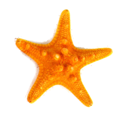 Orange Knobby Horned Sea Star