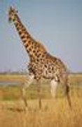 7_Giraffa