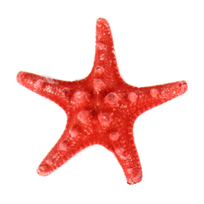 Red Knobby Horned Sea Star