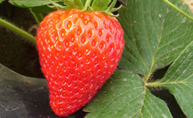 fragola