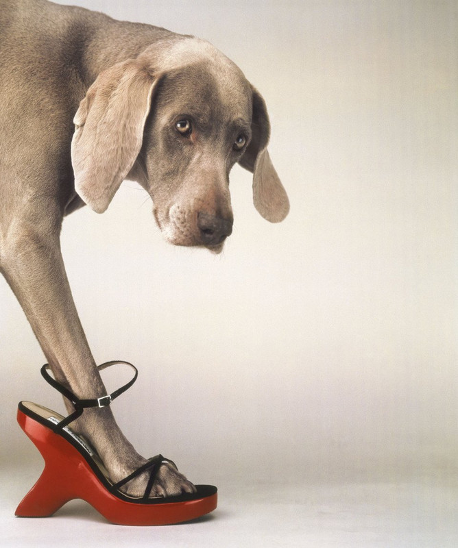 william_wegman_walk_a_thon_960x640.jpg