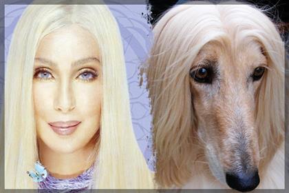 Cher-afghan-hound.lg.jpg