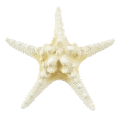 White Knobby Horned Sea Star