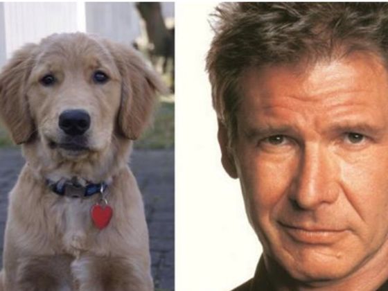 1e89df805a80431ca9dbb79fb0c77579--harrison-ford-indiana-jones.jpg