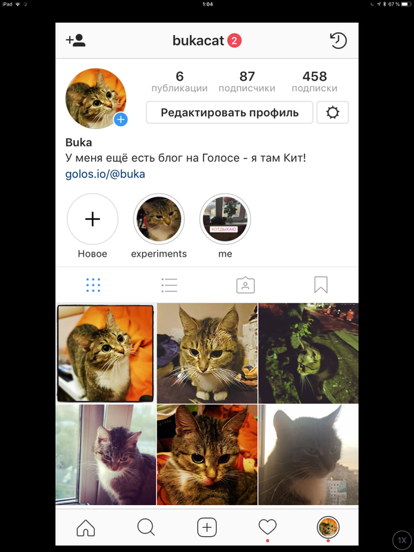 Instagram cats. Кот в инстаграме страница. Шапка профиля кота в Инстаграм. Как подписать фото с котом.