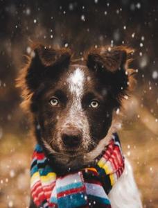 Pet Photography MasterClass - Learn How to Take Amazing Photos of your Dog or Cat Pet Photography MasterClass - Learn How to Take Amazing Photos of your Dog or Cat