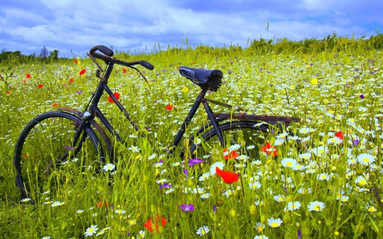 fragrant_flowers_bicycle
