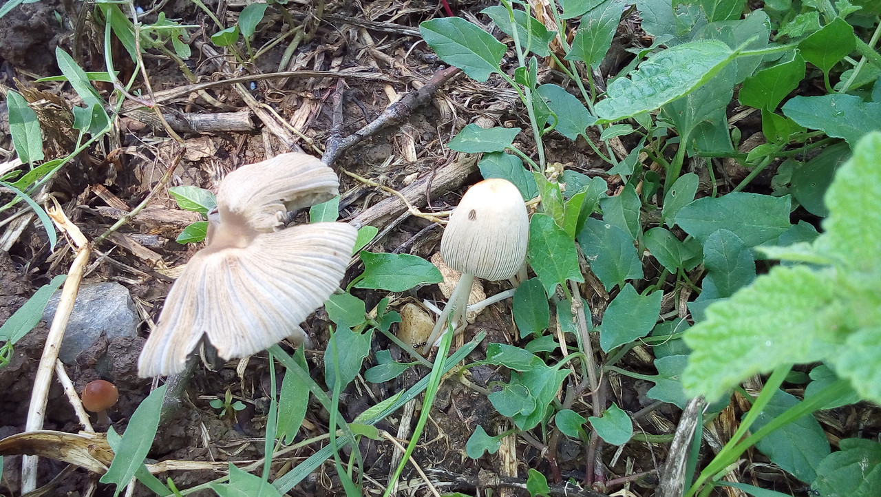 [Слика: 20180517_105032.jpg]