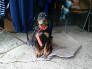 Slika