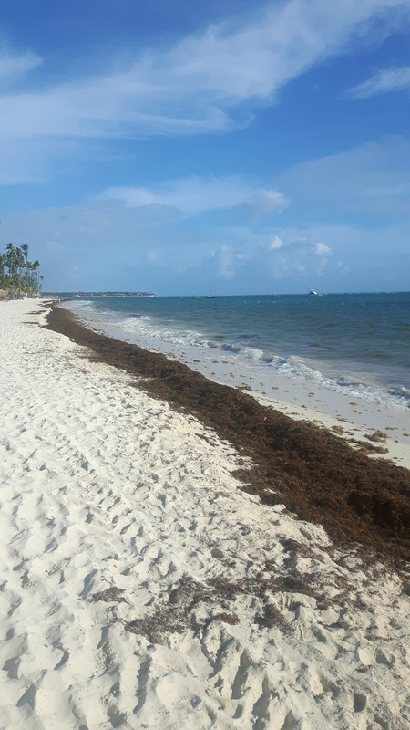 Algas (Sargazo) en playas de Punta Cana y Rep. Dominicana - Forum Punta Cana and the Dominican Republic