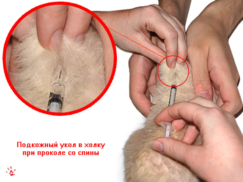 Внутримышечная инъекция (укол) собаке