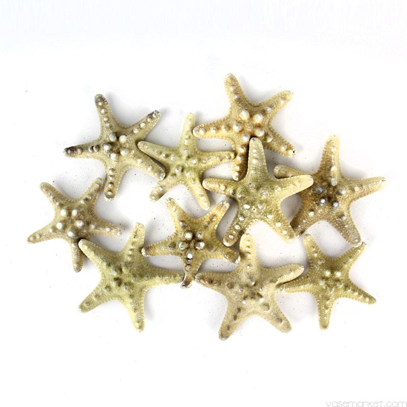 Natural Knobby Starfish