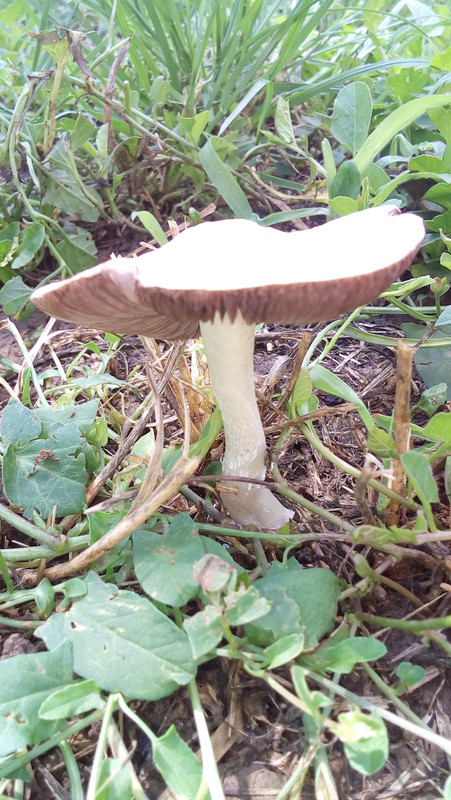 [Слика: 20180517_104957.jpg]