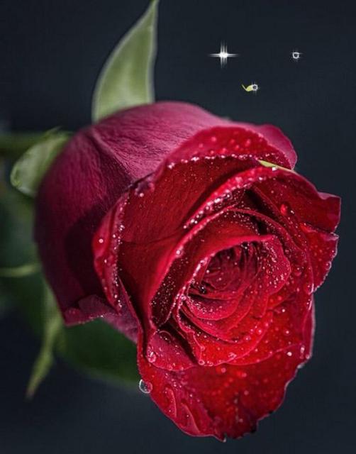 37d39b92781ada406ea286a8b2953ffa--amazing-flowers-beautiful-rose