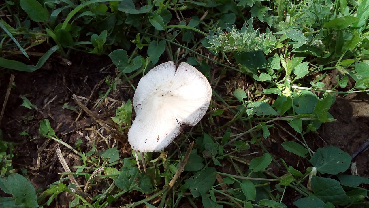 [Слика: 20180517_104936.jpg]