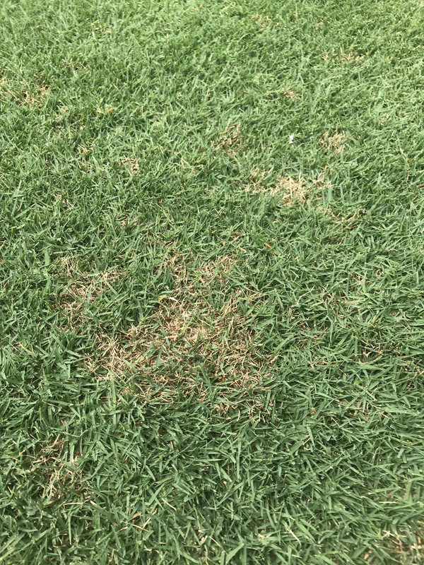 What is this? Fungus? Damage? | Lawn Care Forum