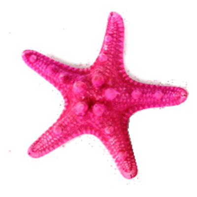 Pink Knobby Horned Sea Star