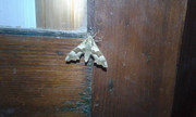20180505_223738.jpg