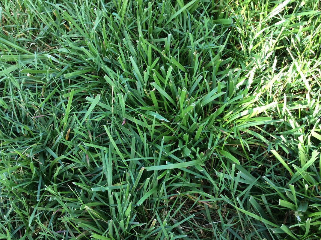 Help Identify Grass Type | Lawn Care Forum