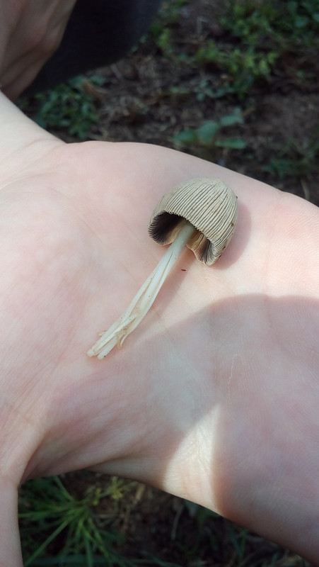 [Слика: 20180517_105111.jpg]