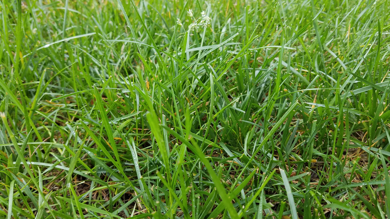 new home owner- what kind of grass do i have? | Lawn Care Forum